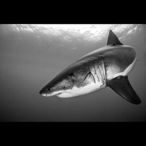 Meet your Posher, Jesus